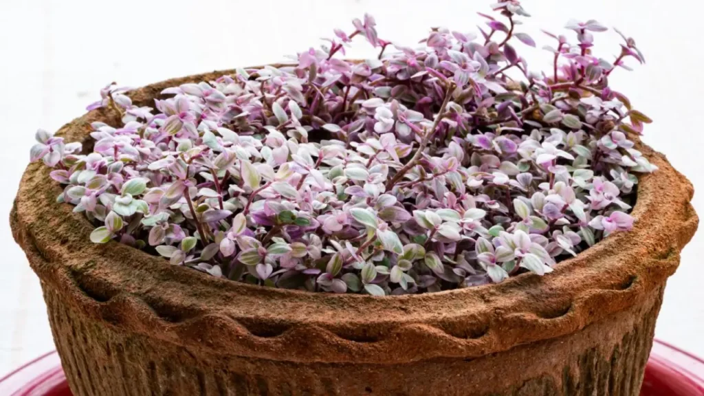 Dinheiro-em-penca: Aprenda Tudo Sobre Essa Planta
