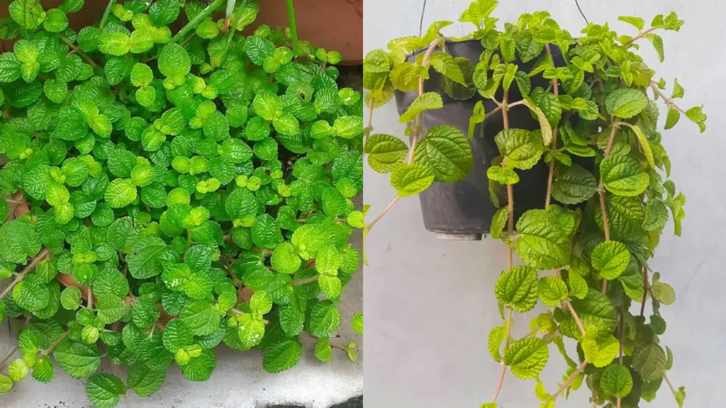 Dinheiro-em-penca: Aprenda Tudo Sobre Essa Planta
