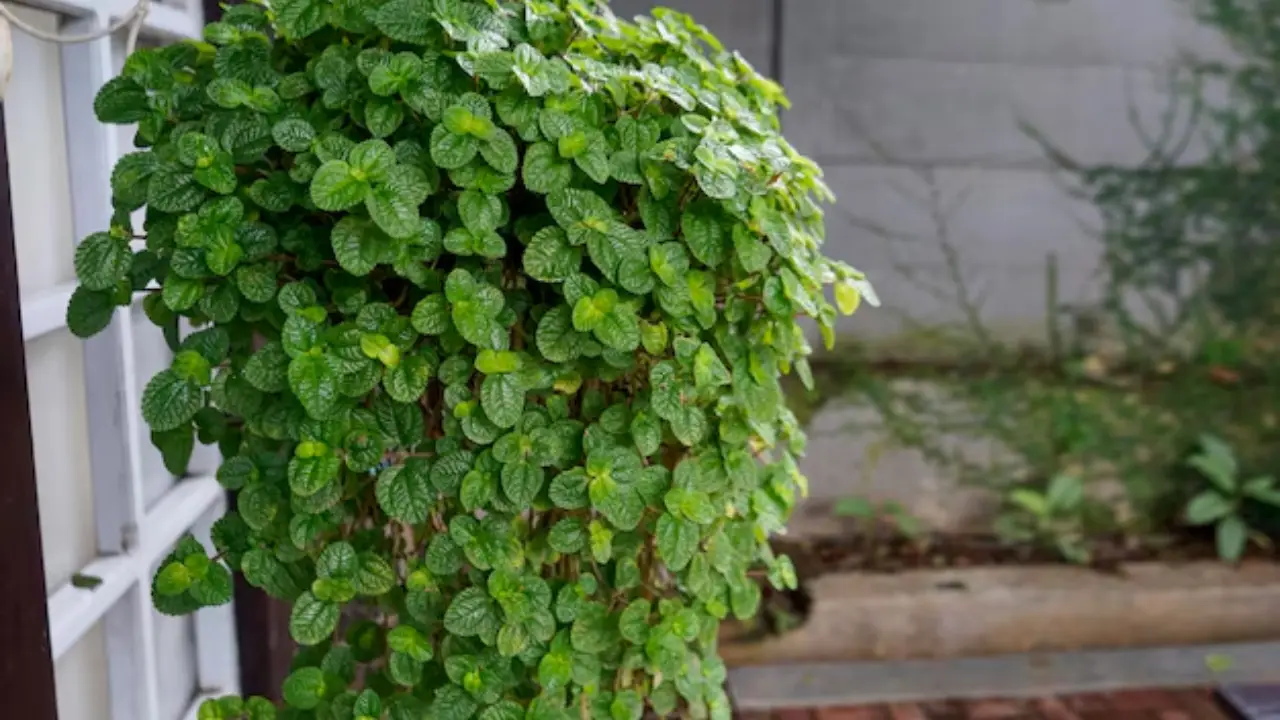 Dinheiro-em-penca: Aprenda Tudo Sobre Essa Planta
