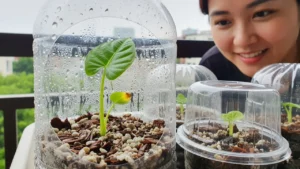 Domos de Umidade: O Segredo Para Propagar e Proteger Plantas Delicadas