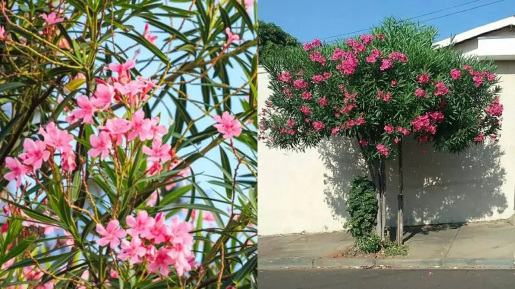 Espirradeira (Nerium oleander)
