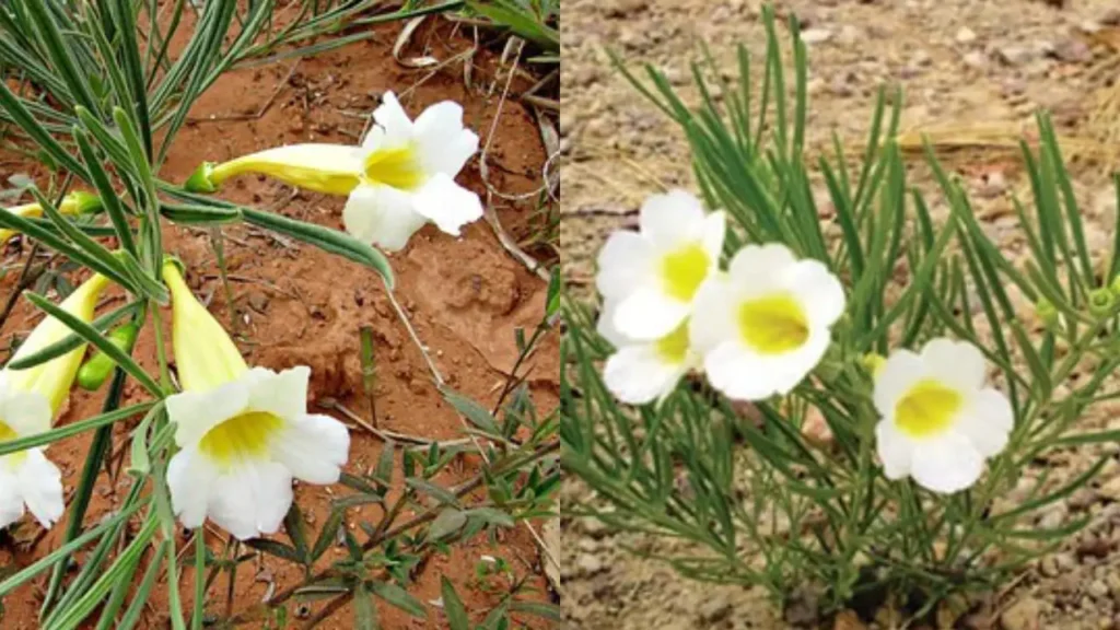 Essência do Brasil: As Flores Brasileiras Mais Valorizadas na Perfumaria de Luxo
