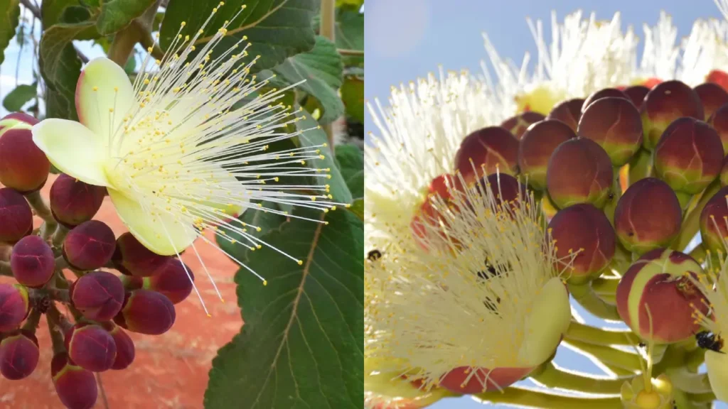 Essência do Brasil: As Flores Brasileiras Mais Valorizadas na Perfumaria de Luxo
