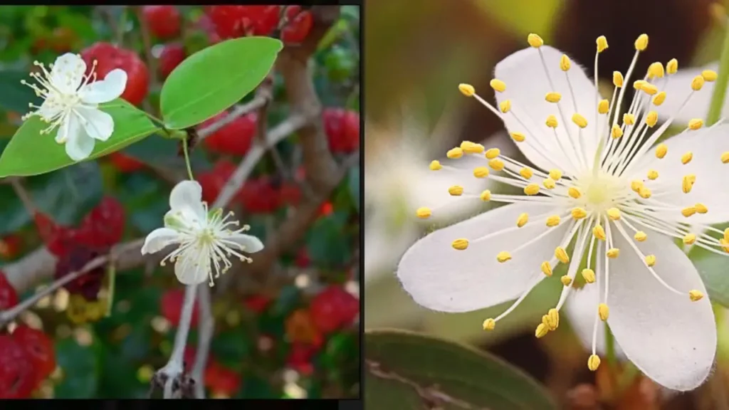 Essência do Brasil: As Flores Brasileiras Mais Valorizadas na Perfumaria de Luxo
