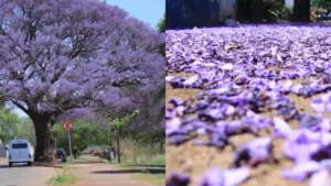 Florada Surpreende em Campo Grande: Descubra a Árvore Que Roubou a Cena