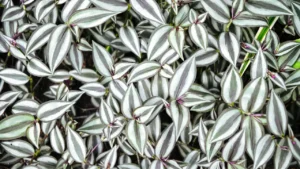 Lambari-roxo: Aprenda Tudo Sobre Essa Planta