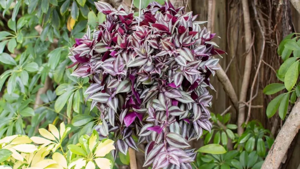 Lambari-roxo: Aprenda Tudo Sobre Essa Planta
