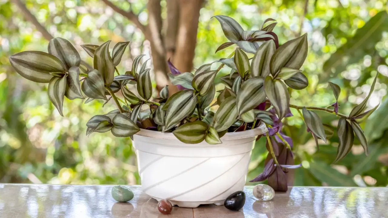 Lambari-roxo: Aprenda Tudo Sobre Essa Planta
