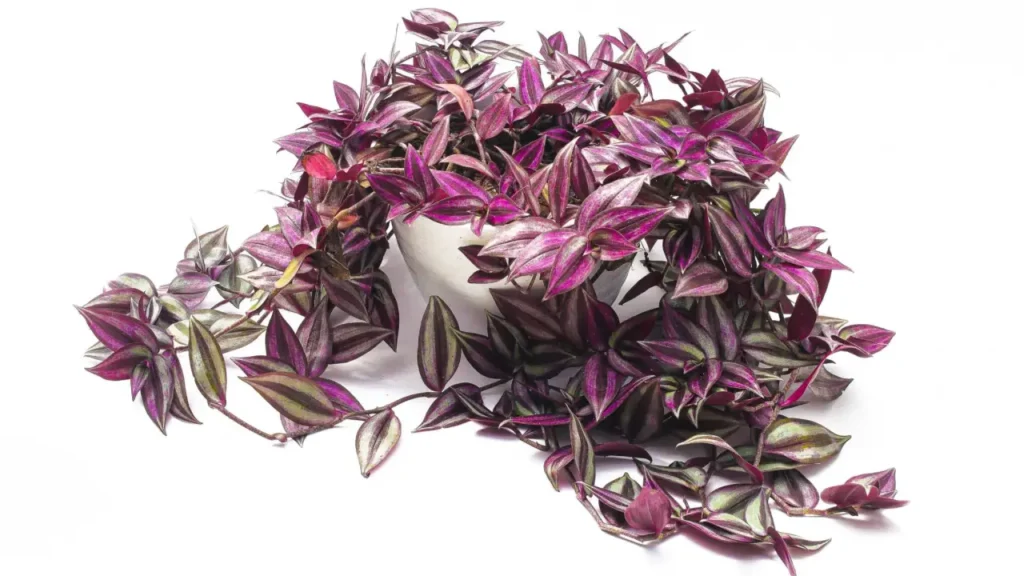 Lambari-roxo: Aprenda Tudo Sobre Essa Planta
