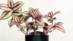 Lambari-roxo: Aprenda Tudo Sobre Essa Planta