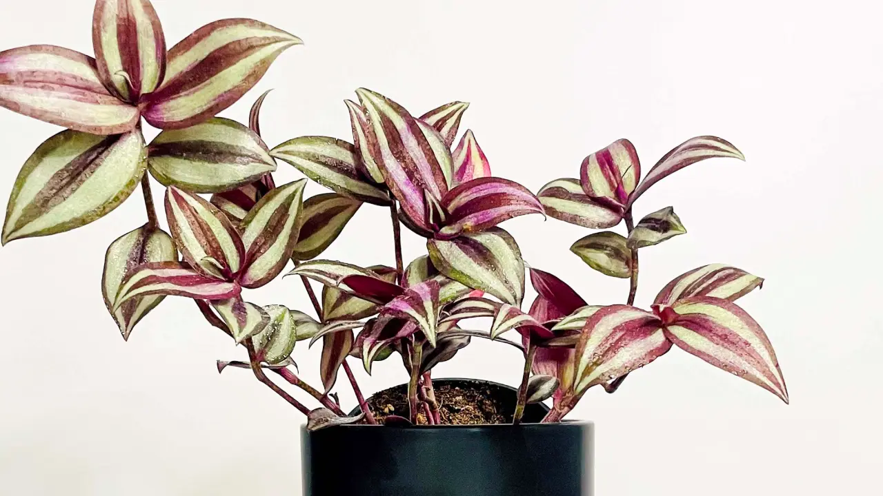 Lambari-roxo: Aprenda Tudo Sobre Essa Planta