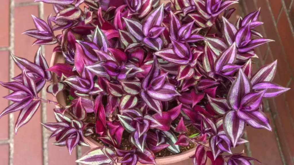 Lambari-roxo: Aprenda Tudo Sobre Essa Planta
