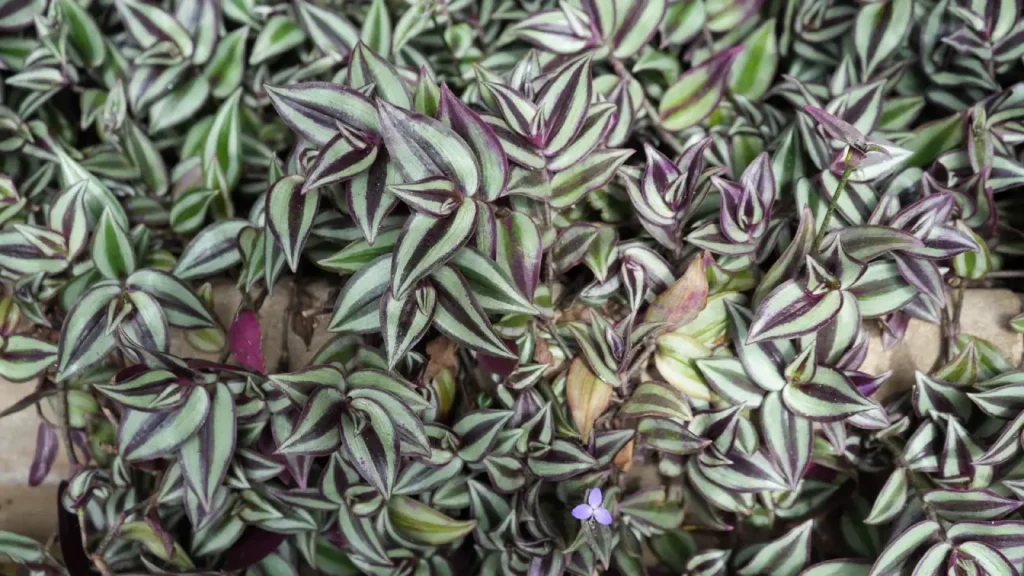 Lambari-roxo: Aprenda Tudo Sobre Essa Planta
