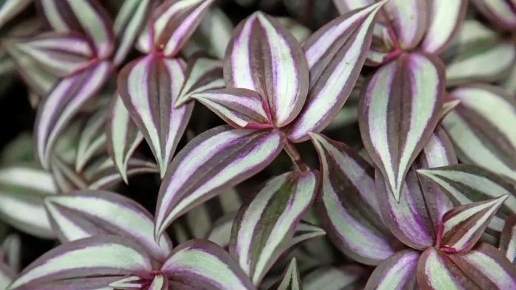 Lambari-roxo: Aprenda Tudo Sobre Essa Planta
