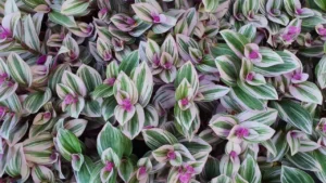 Lambari-roxo: Aprenda Tudo Sobre Essa Planta