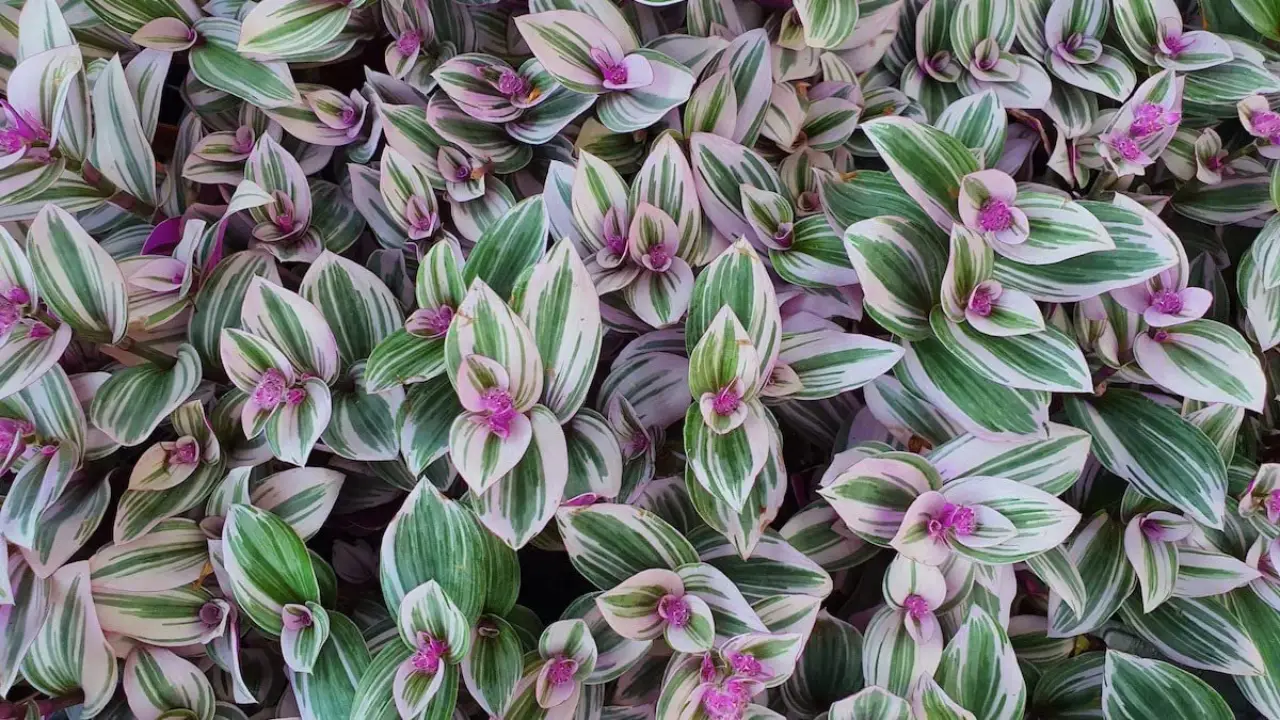 Lambari-roxo: Aprenda Tudo Sobre Essa Planta