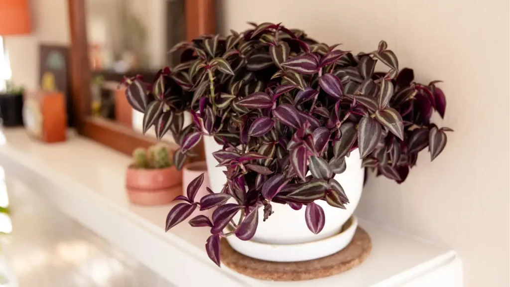 Lambari-roxo: Aprenda Tudo Sobre Essa Planta
