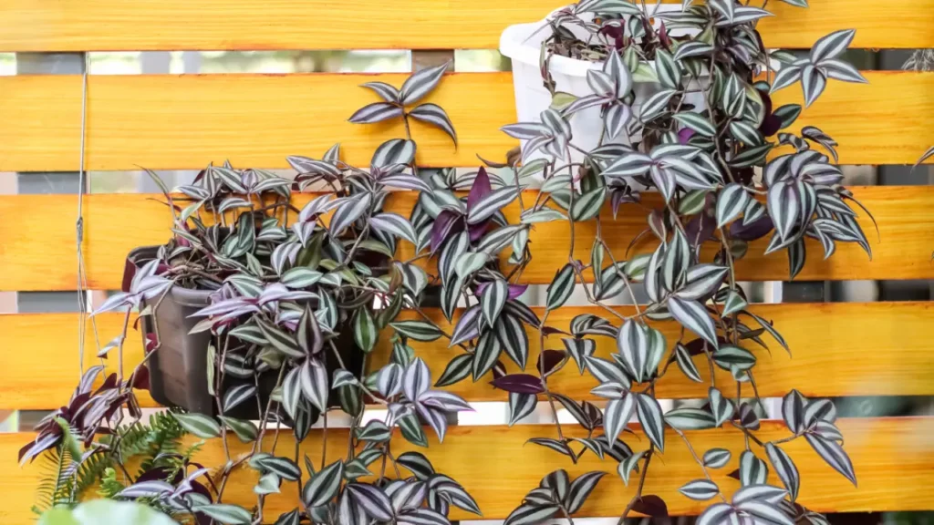 Lambari-roxo: Aprenda Tudo Sobre Essa Planta