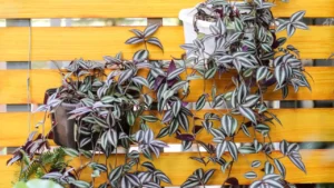 Lambari-roxo: Aprenda Tudo Sobre Essa Planta