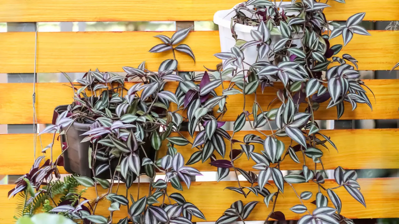 Lambari-roxo: Aprenda Tudo Sobre Essa Planta