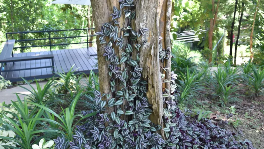 Lambari-roxo: Aprenda Tudo Sobre Essa Planta
