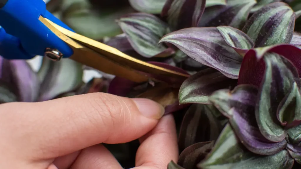 Lambari-roxo: Aprenda Tudo Sobre Essa Planta
