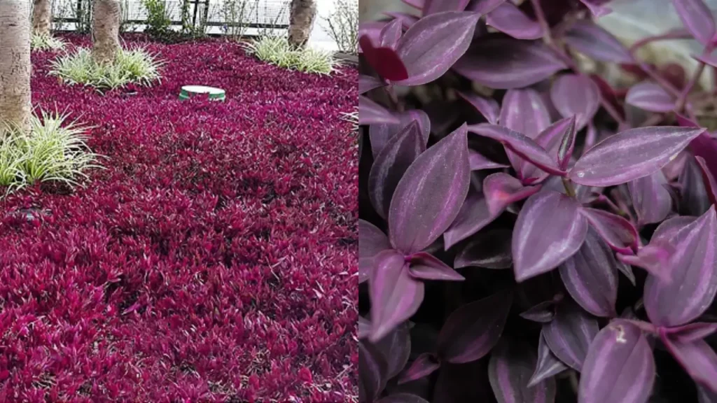 Lambari-roxo ‘Burgundy’
