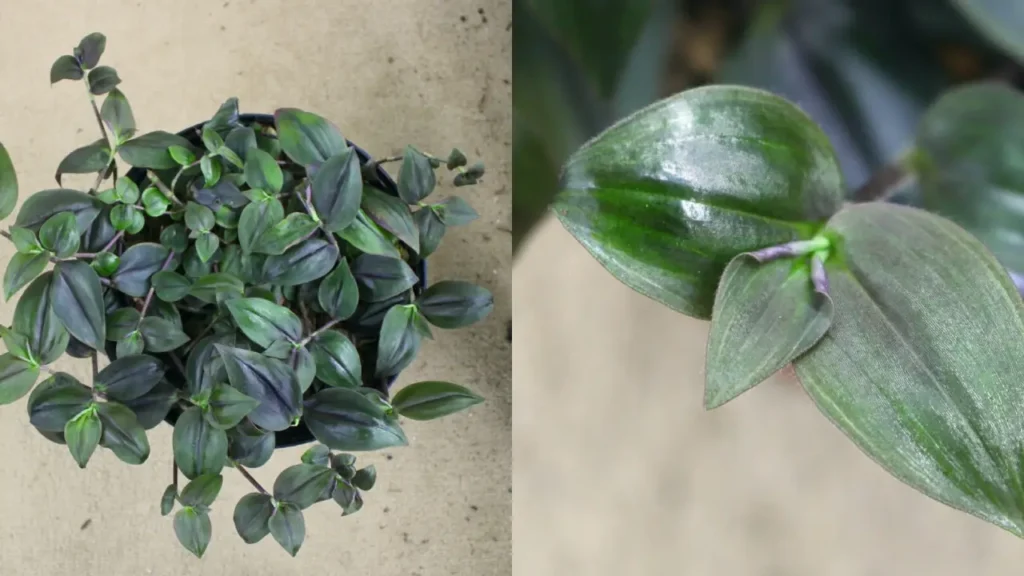 Lambari-roxo ‘Purpusii’