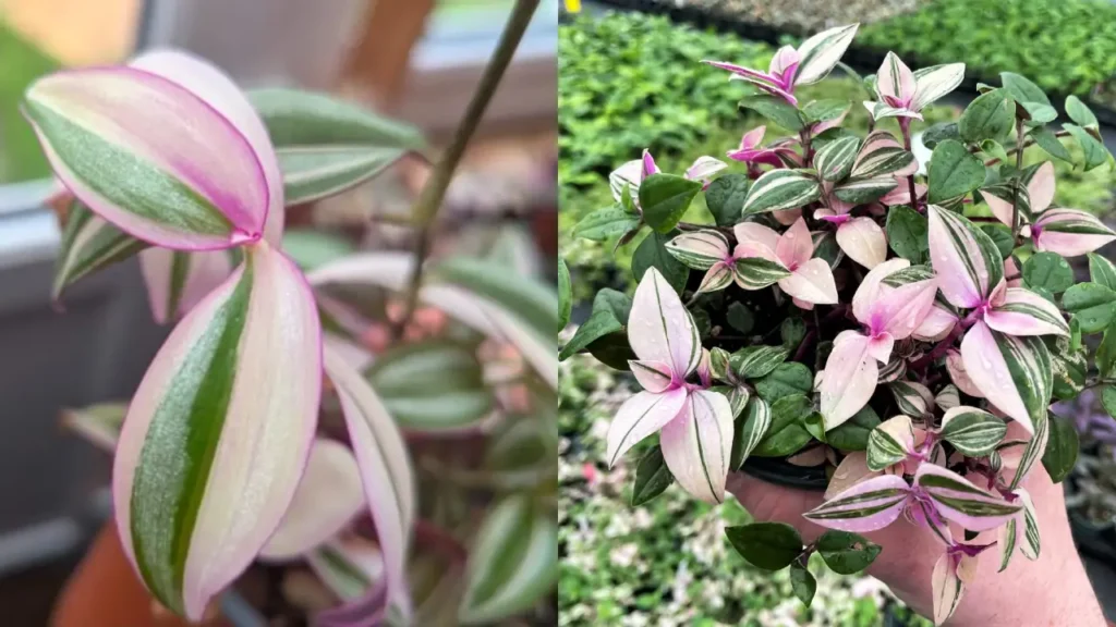 Lambari-roxo ‘Quadricolor’
