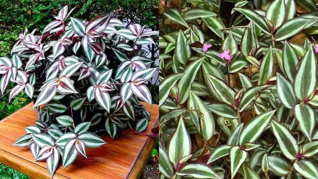 Lambari-roxo ‘Silver Plus’
