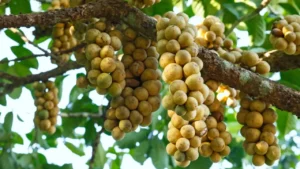 Descubra o Langsat: A Fruta Tropical Que Une Manga e Abacaxi