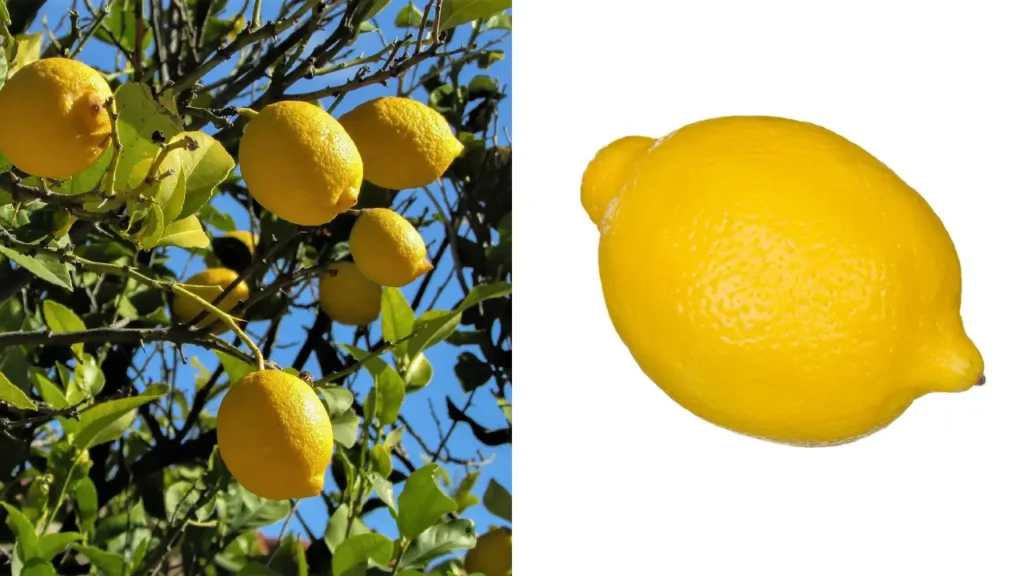 Jardim com Cheiro de Tranquilidade: O Poder Terapêutico dos Aromas Cítricos