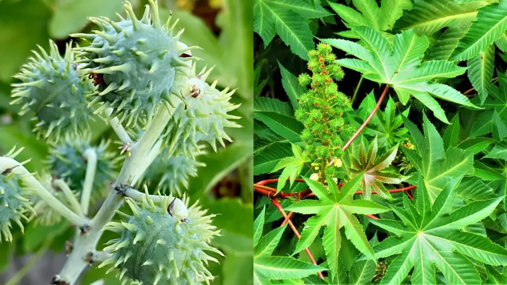 Mamona (Ricinus communis)
