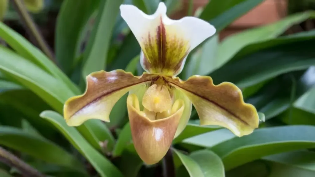 Sapatinho de Nossa Senhora: Conheça a Flor Que Parece Uma Joia