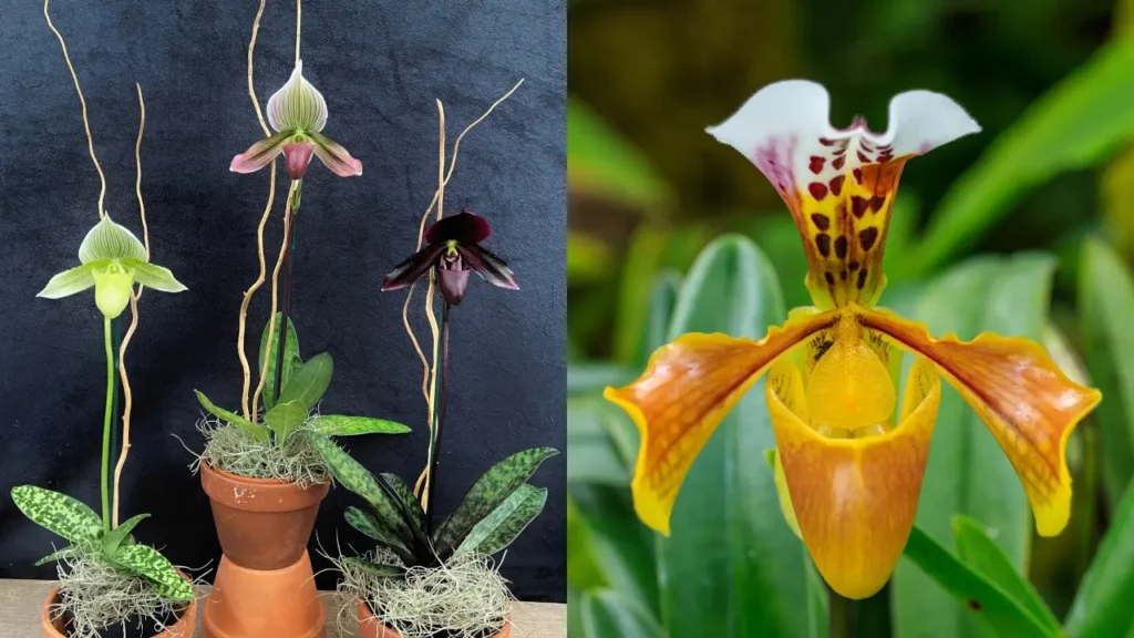 Sapatinho de Nossa Senhora: Conheça a Flor Que Parece Uma Joia