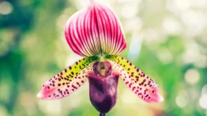 Sapatinho de Nossa Senhora: Conheça a Flor Que Parece Uma Joia