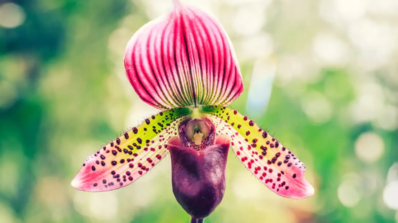Sapatinho de Nossa Senhora: Conheça a Flor Que Parece Uma Joia