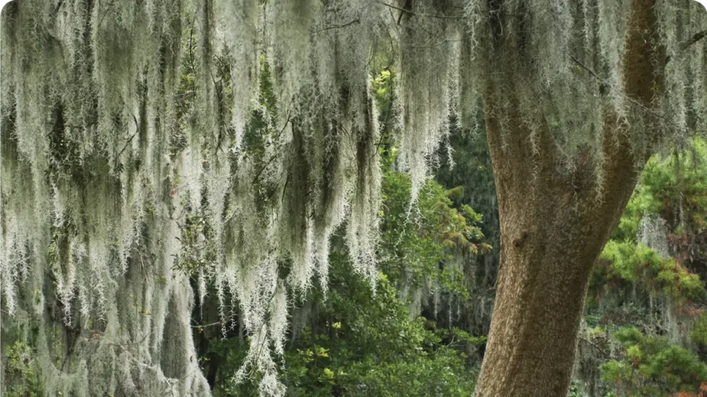 Barba-de-Velho: o encanto da planta que cresce no ar
