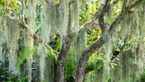 Barba-de-Velho: o encanto da planta que cresce no ar