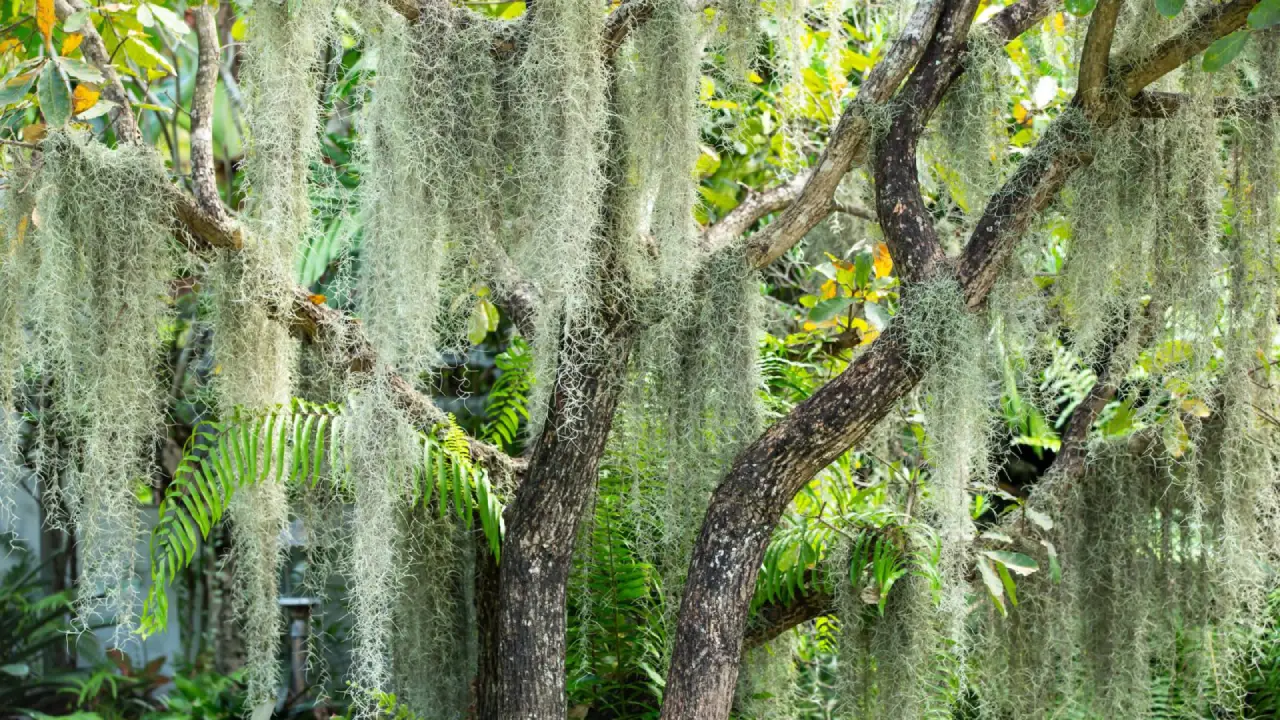 Barba-de-Velho: o encanto da planta que cresce no ar