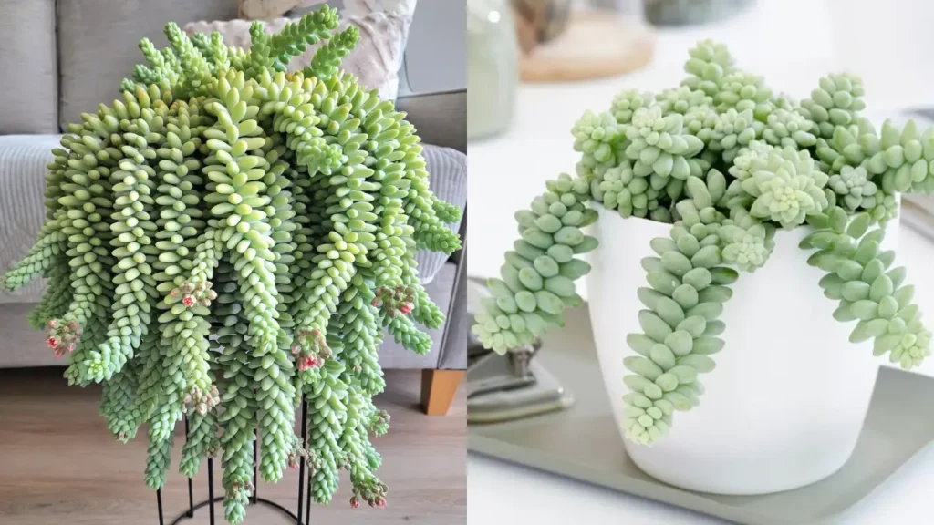 Rabo-de-burro (Sedum morganianum)