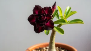 Mito ou Realidade? Descubra a Verdade Sobre a Rosa do Deserto Preta