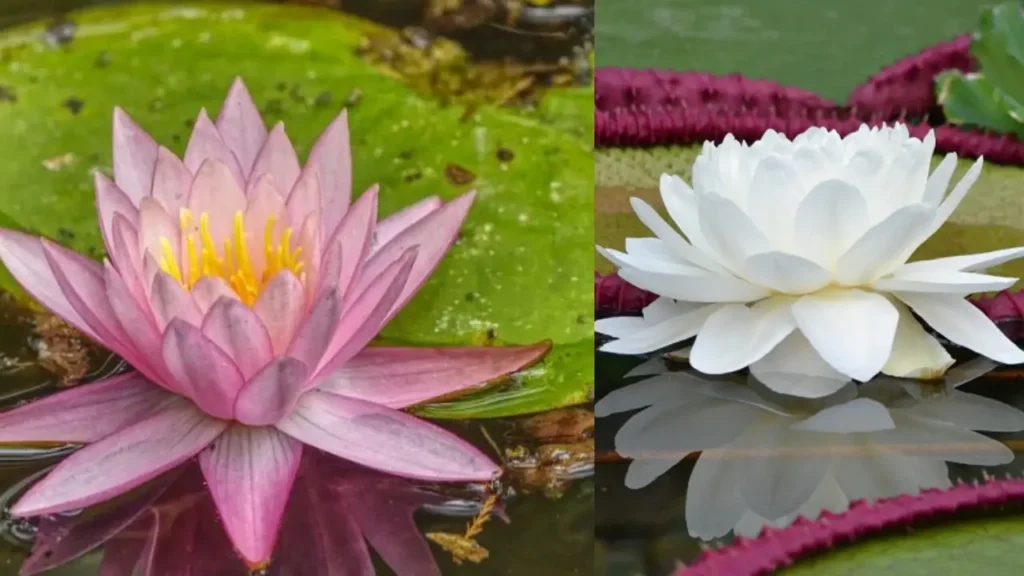 Essência do Brasil: As Flores Brasileiras Mais Valorizadas na Perfumaria de Luxo