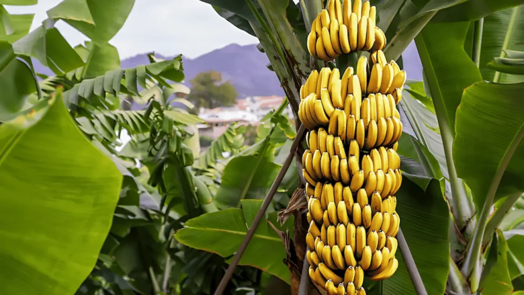 Colheita Sem Fim: Conheça Árvores que Dão Frutas o Ano Inteiro