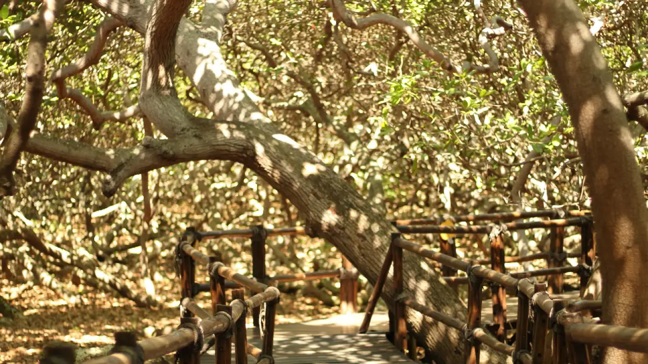 Conheça a Cidade Brasileira Que Possui a Maior Árvore Frutífera do Mundo
