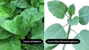 Falsa couve e mais: veja a lista de plantas venenosas que causam mortes no Brasil
