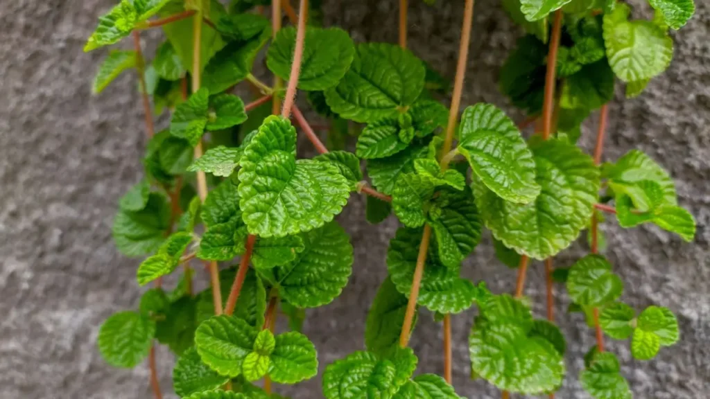 Dinheiro-em-penca: Aprenda Tudo Sobre Essa Planta
