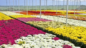 Descubra Onde Fica Holambra, a Charmosa Cidade das Flores no Brasil