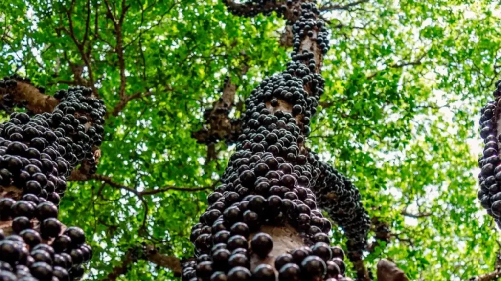 jaboticabeira