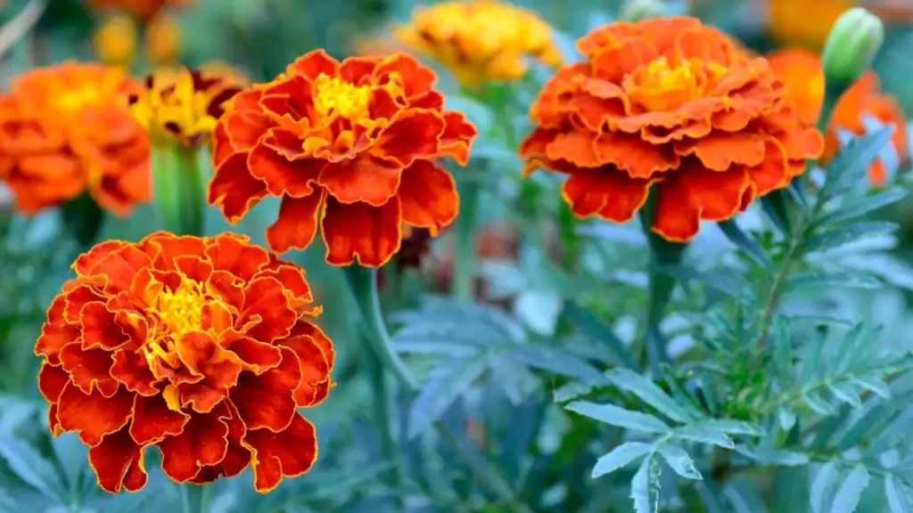 tagetes